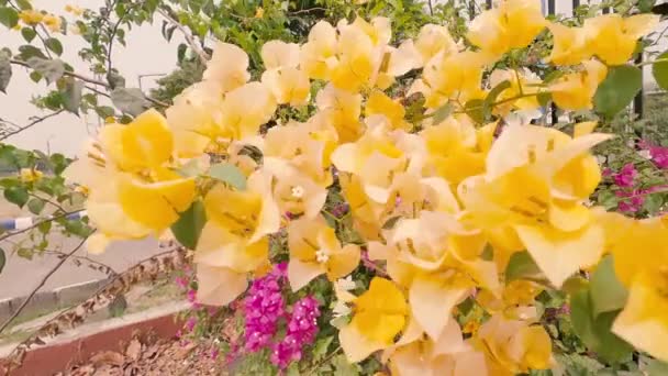 Filial Gul Bougainvillea Prydnadsvinstockar Blomma Blåser Vinden Vacker Blommig Bakgrund — Stockvideo