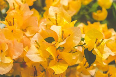 Mellow Yellow Bougainvillea süslemeli sarmaşıklar tam kare çiçek. Çiçek arka planı