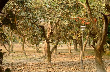 Sonbahar mevsiminde düşen yapraklar gün batımında zemini kaplar. Kır parkında sonbahar manzarası.