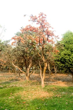 Krishnachura Gulmohar ya da Royal Poinciana ya da Flamboyant süs ağacı günbatımında halka açık bir parkın bahçesinde gün batımına kadar arka planda. Botanik adı Delonix Regia ormanın alevi olarak bilinir..