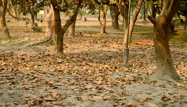 Árvores Caducas Folhas Caídas Temporada Outono Cobre Solo Pôr Sol — Fotografia de Stock