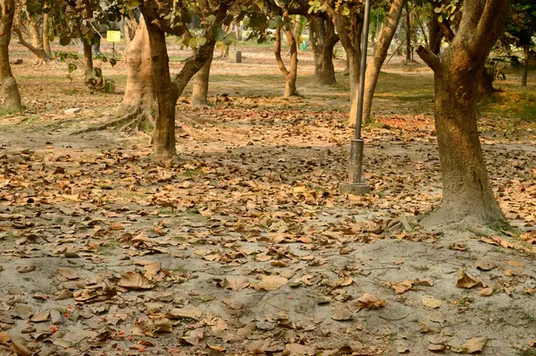 Árvores Caducas Folhas Caídas Temporada Outono Cobre Solo Pôr Sol — Fotografia de Stock