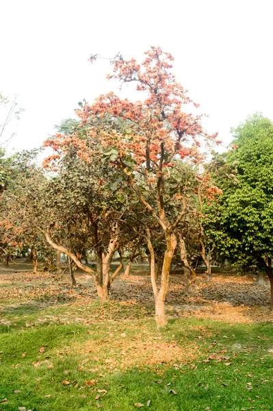 Krishnachura Gulmohar Royal Poinciana Flamboyant Árvore Ornamental Retroiluminado Pela Luz — Fotografia de Stock