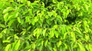 Tam kare, rüzgarda savrulan yeşil yaprak. Doğa arkaplan video görüntüleri.