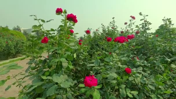 Mnoho Růže Kvete Růžové Zahradě — Stock video