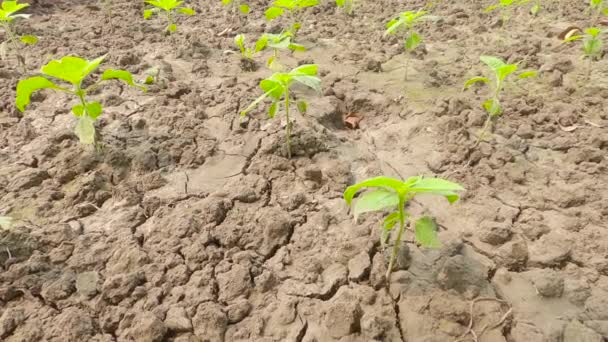 Nuevas Plantas Verdes Que Crecen Del Suelo Jardín Contexto Agrícola — Vídeo de stock