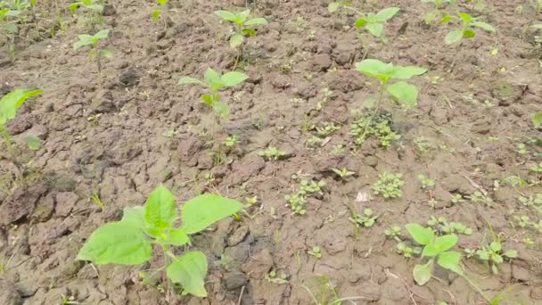 Nové Zelené Rostliny Vyrůstající Půdy Zahradě Zemědělské Pozadí — Stock video