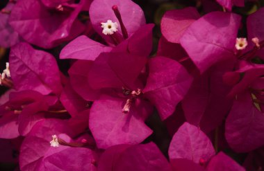 Noel çiçekleri için kırmızı noktalı çiçek (Euphorbia pulcherrima) tam çerçeve arkaplanı