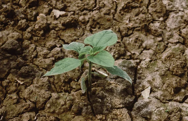 Agriculture. A Growing plant. New Plant growing in sunlight. Sprouting and seedling. Young new baby plants growing in germination sequence on fertile soil background.