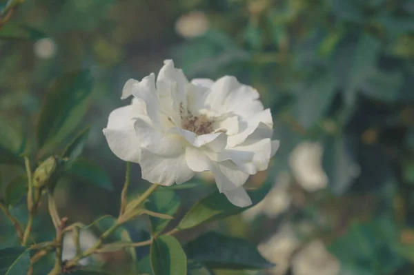 Vit Ros Blomma Solljus Isolerad Gröna Blad Bakgrund — Stockfoto