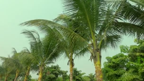 Кокосовые Пальмы Вдоль Озера Общественном Парке Природный Пейзаж Летом Закате — стоковое видео