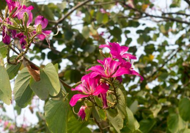 Bahçedeki yeşil yapraklardan izole edilmiş güzel pembe çiçek. Kapat.