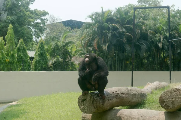 Άγριος Χιμπατζής Pan Troglodytes Χιμπατζής Babu Είδος Μεγάλου Πιθήκου Που — Φωτογραφία Αρχείου