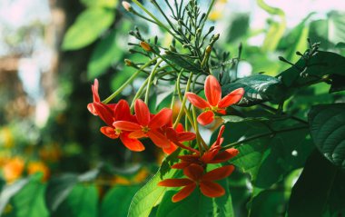 Mandevilla, Rocktrumpet çiçekleri beş pembe taç yaprağı ve ortasında sarı çiçek bahçedeki güneş ışığıyla aydınlanıyor. Düşük açı görünümü.