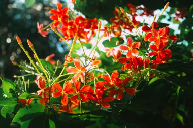Mandevilla, Rocktrumpet çiçekleri beş pembe taç yaprağı ve ortasında sarı çiçek bahçedeki güneş ışığıyla aydınlanıyor. Düşük açı görünümü.