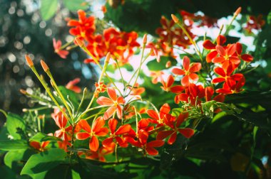 Mandevilla, Rocktrumpet çiçekleri beş pembe taç yaprağı ve ortasında sarı çiçek bahçedeki güneş ışığıyla aydınlanıyor. Düşük açı görünümü.