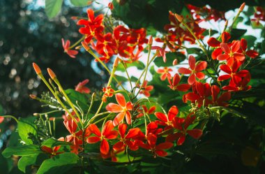 Mandevilla, Rocktrumpet çiçekleri beş pembe taç yaprağı ve ortasında sarı çiçek bahçedeki güneş ışığıyla aydınlanıyor. Düşük açı görünümü.