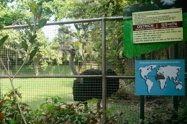 Στρουθοκάμηλος Στο Κλουβί Alipur Zoological Garden Καλκούτα Δυτική Βεγγάλη Ινδία — Φωτογραφία Αρχείου