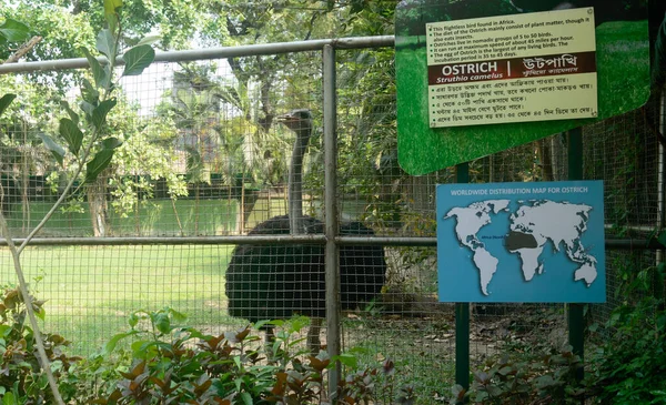 Στρουθοκάμηλος Στο Κλουβί Alipur Zoological Garden Καλκούτα Δυτική Βεγγάλη Ινδία — Φωτογραφία Αρχείου