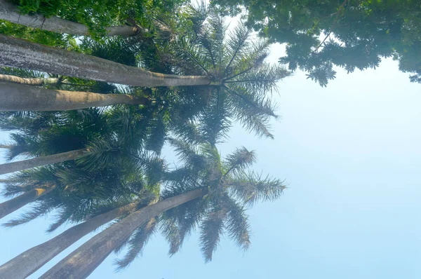 Low Angle View Tall High Palm Trees Sunset Sunlight Blue — стоковое фото