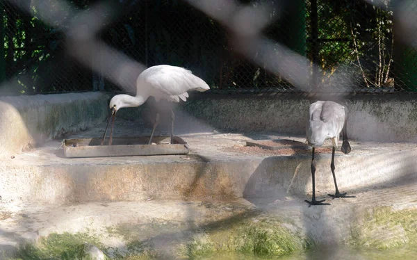 白雪公主嘴鸟在池塘边钓鱼 动物野生动物 — 图库照片