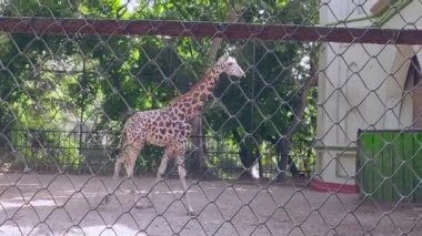 Kafesteki zürafa. Esaret altındaki hayvanlar. Alipur Zooloji Bahçesi, Kolkata, Batı Bengal, Hindistan 18 Nisan 2021