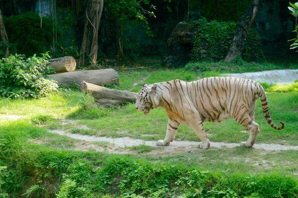 Egy Bengáli Tigris Panthera Tigris Tigris Egy Állatkertben Legnagyobb Élő — Stock Fotó