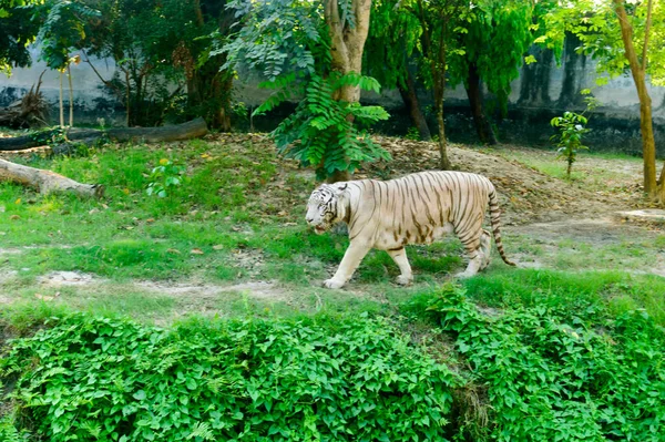 Tigre Bengala Panthera Tigris Tigris Zoológico Está Entre Maiores Gatos — Fotografia de Stock