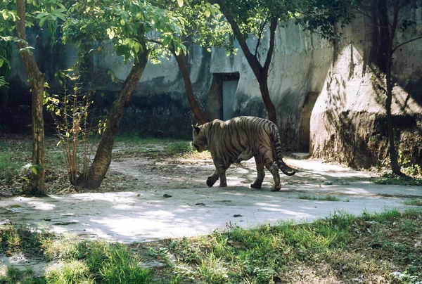 Bengalisk Tiger Panthera Tigris Tigris Ett Zoo Det Bland Största — Stockfoto