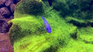 Small colored fish against the background of moss at the bottom of the lake