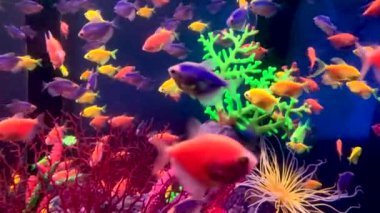 Small fishes swim in the aquarium