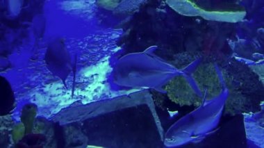 Fish at the bottom of the lake