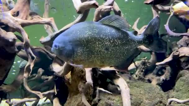 Angry Lonely Piranha Lake — Stockvideo