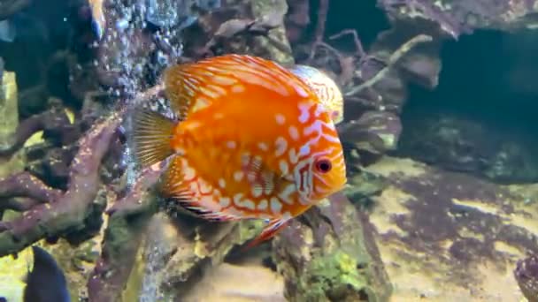 Symphysodon Discus Swims Aquarium — Stock Video