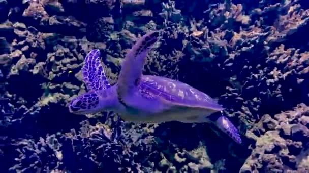 Big Turtle Swims Aquarium — Wideo stockowe