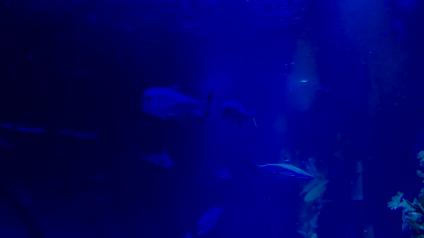 Small Sharks Swim Aquarium — Wideo stockowe