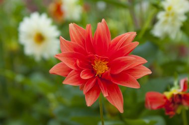 Kırmızı ve beyaz flowe