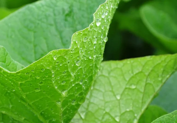 Vers groen verlof met regendruppels in de tuin — Stockfoto