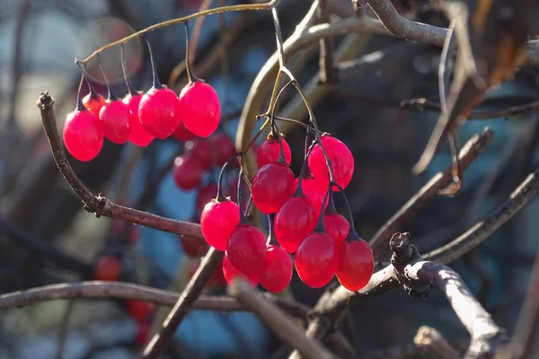 Reife, rote Viburnum-Beeren wachsen an einem Strauch — Stockfoto