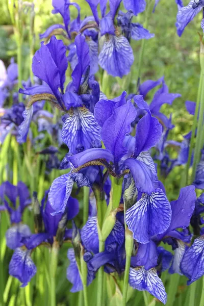 Flores de iris florecen en el jardín de cerca — Foto de Stock