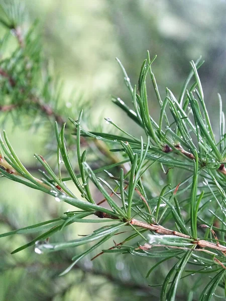 Details of pine branch with water drops — Stockfoto