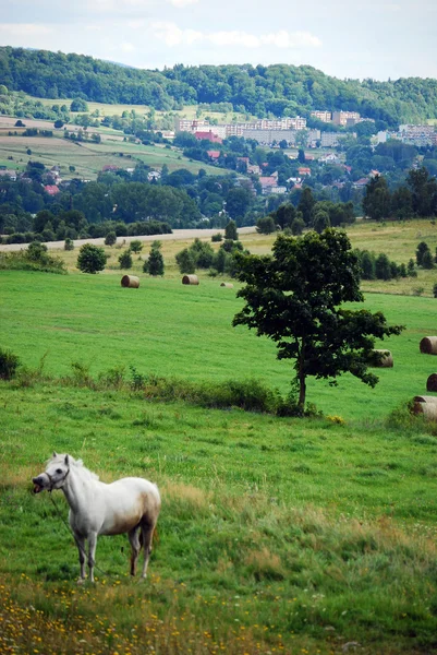 Pferd auf der Weide — Stockfoto