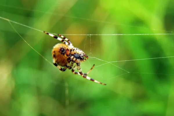 Aranha — Fotografia de Stock