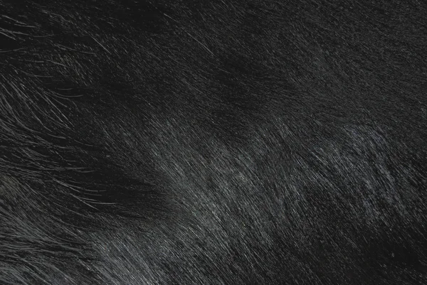 Goat fur — Stock Photo, Image