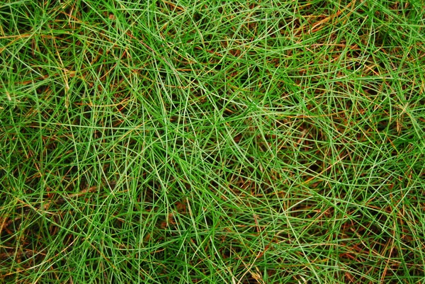 Grasstructuur — Stockfoto
