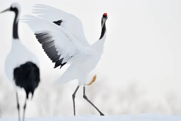 Röd-krontrana — Stockfoto