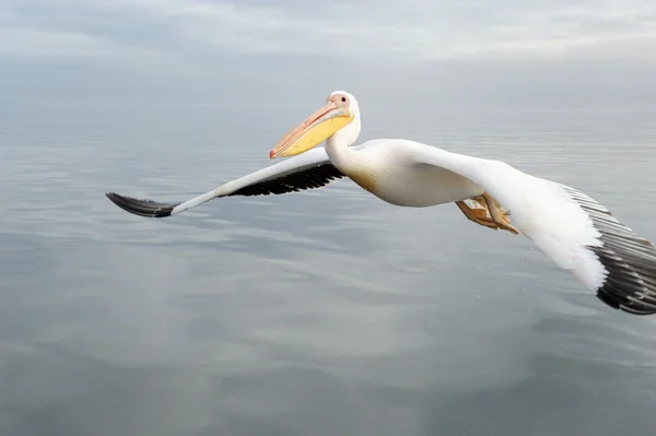 Roze pelikaan — Stockfoto