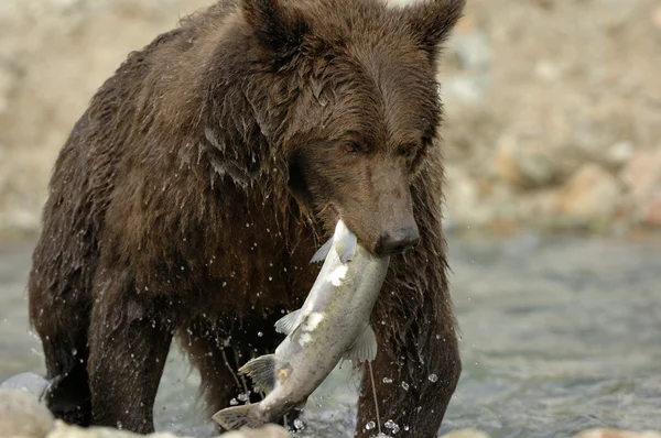 Orso grizzly — Foto Stock