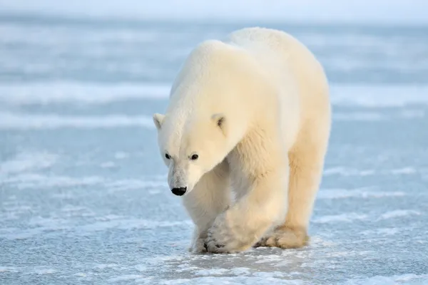 Eisbär — Stockfoto