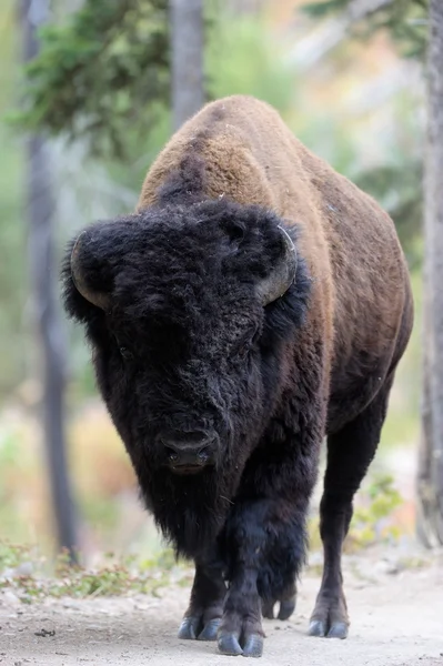 Bufalo — Foto Stock